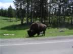 D- Bison enjoying time by the road.jpg (102kb)